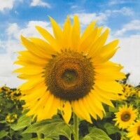 Profile photo of Sally