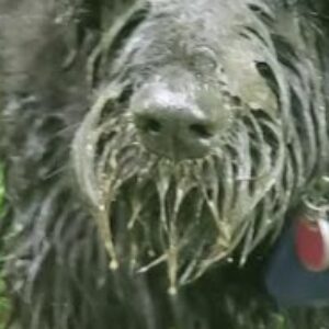 Profile photo of Joe Beerens