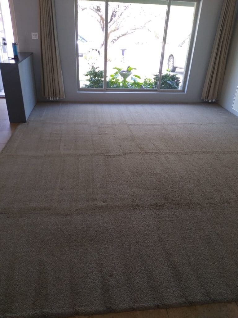 Freshly cleaned carpet