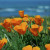 Group logo of San Francisco Bay Area
